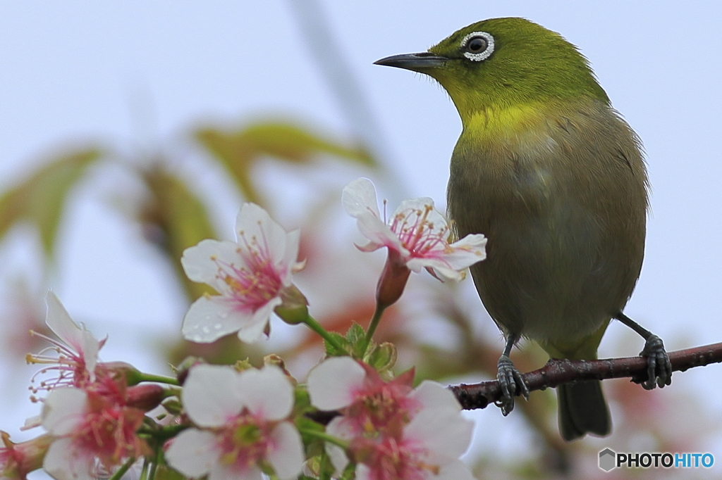 冬の桜とメジロ