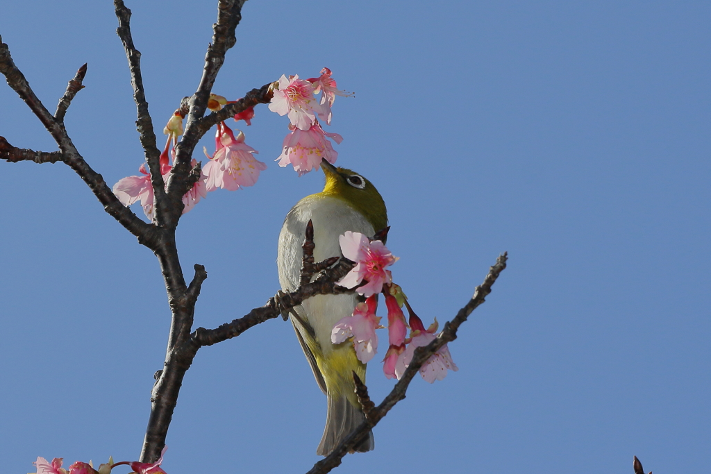 春の訪れ