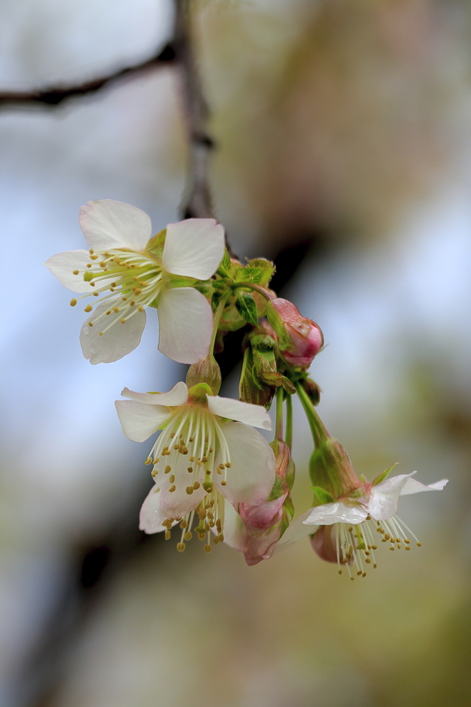 冬に咲く桜