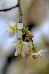 冬に咲く桜