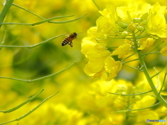 菜の花とミツバチ