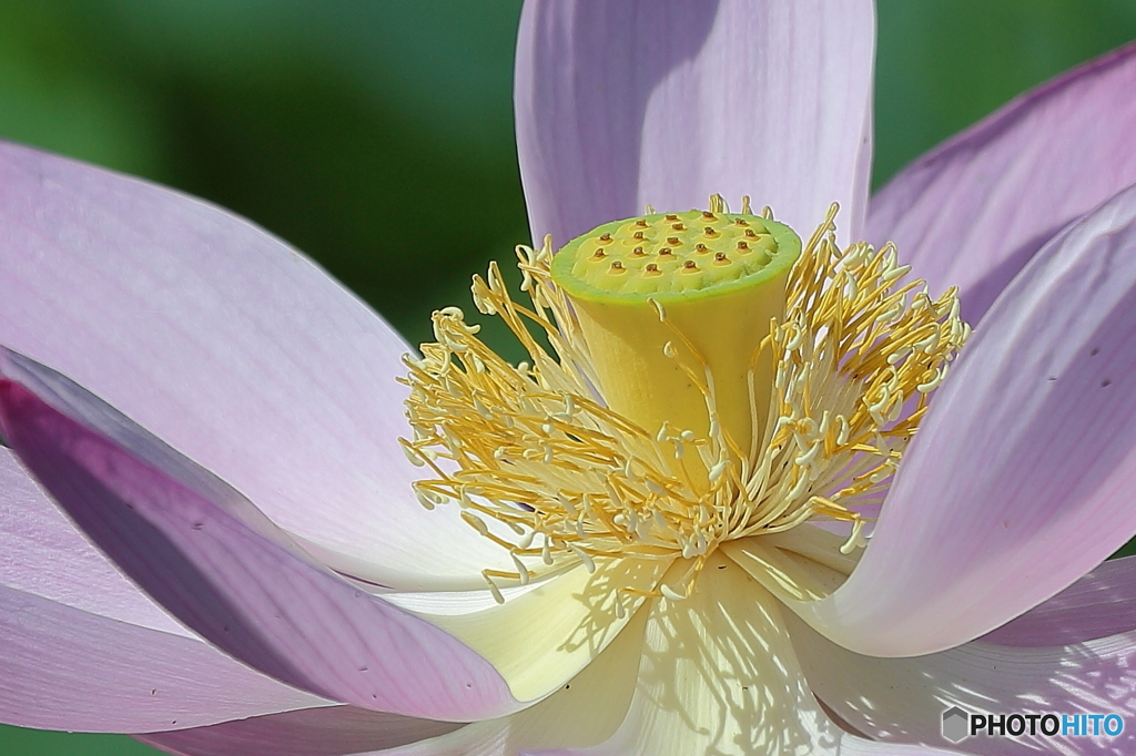 ハスの花