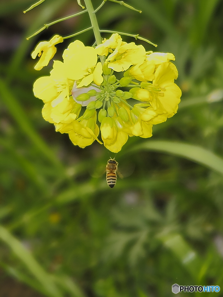 菜の花とミツバチ
