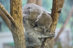 親子でぐっすり