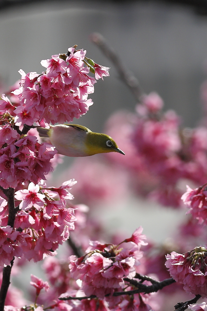 寒緋桜とメジロ