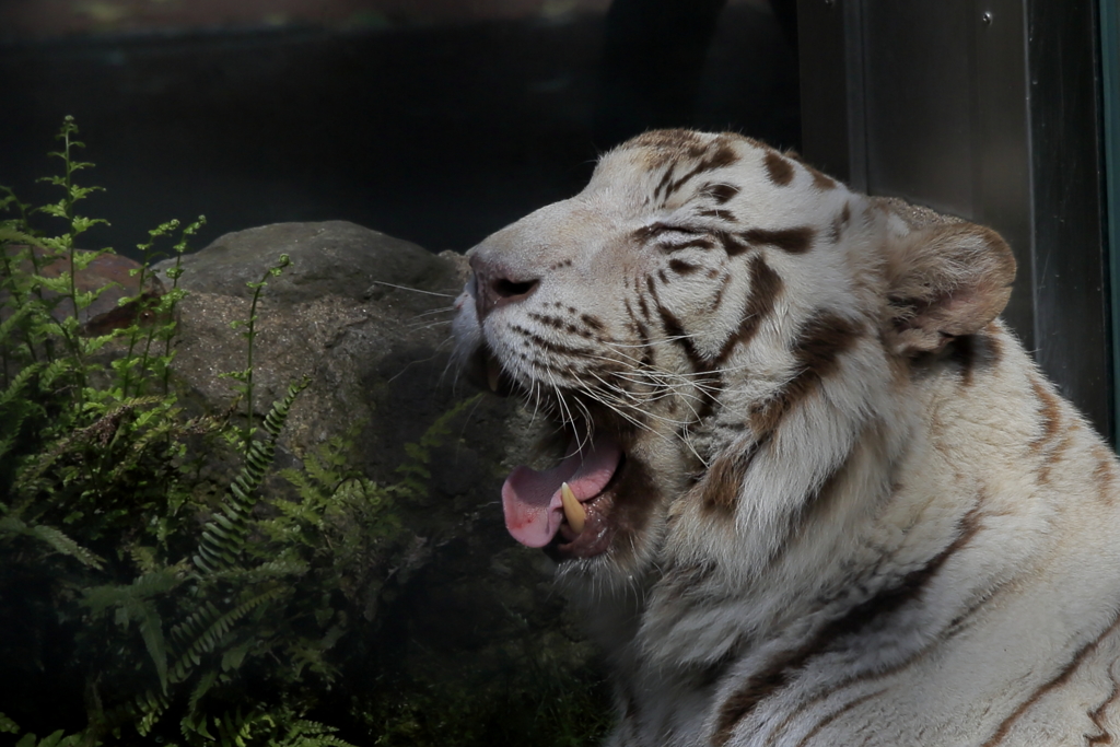 ﾎﾜｲﾄﾀｲｶﾞｰ(ほんと、猫みたいですよね)