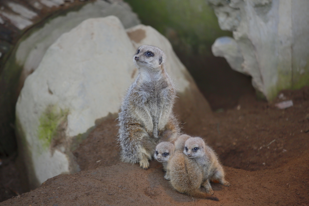 この日の主役は間違いなくこの親子でした。
