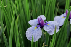 花菖蒲