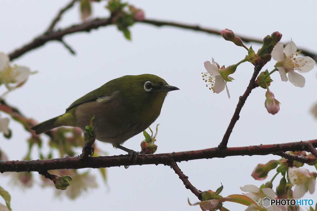 冬の桜とメジロ