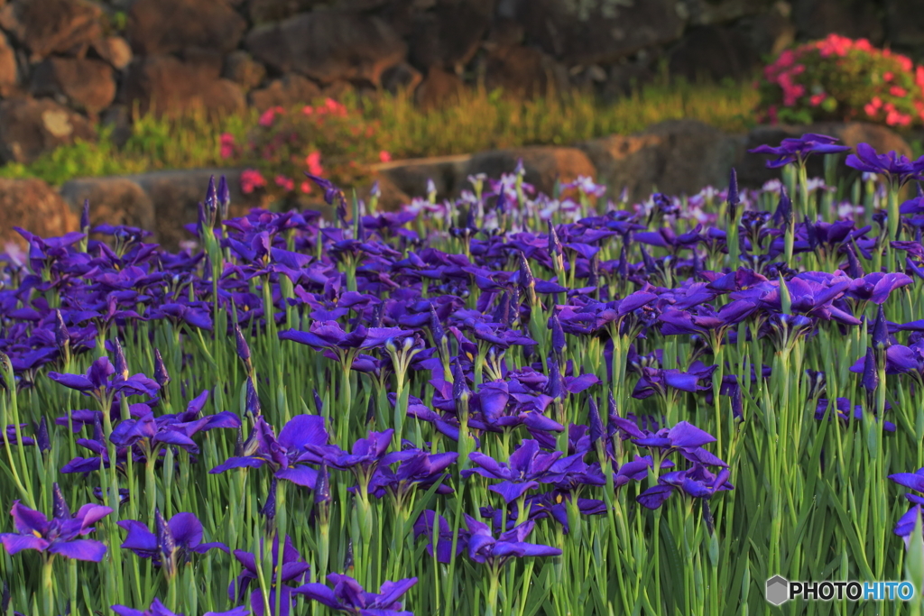 菖蒲の花