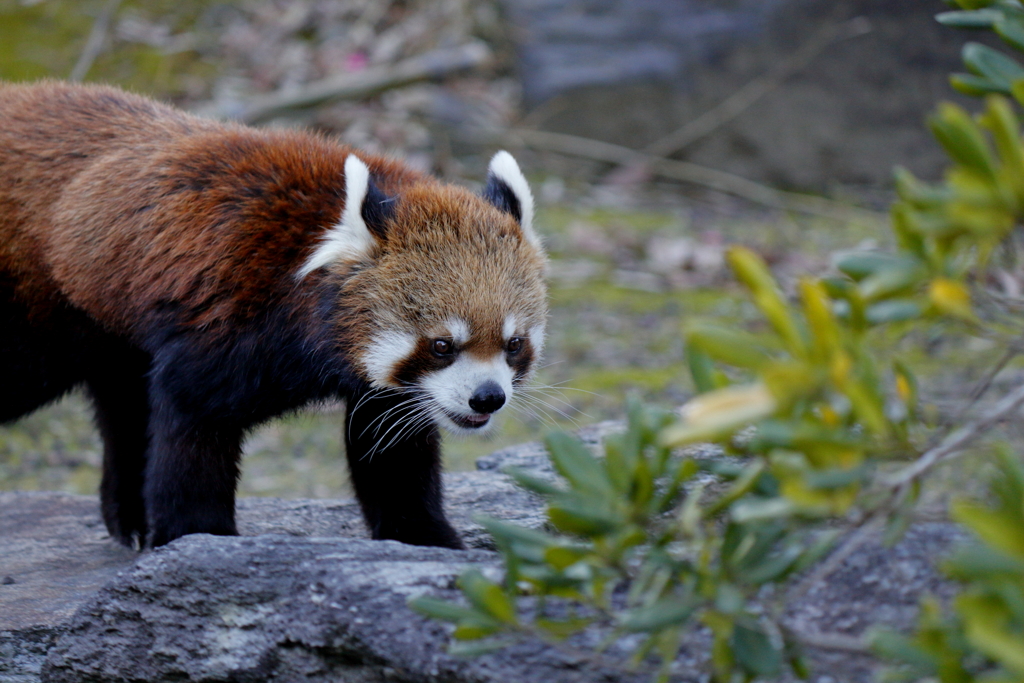 ﾊﾞｲｵﾊﾟｰｸの生き物たち