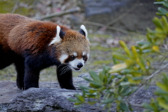 ﾊﾞｲｵﾊﾟｰｸの生き物たち