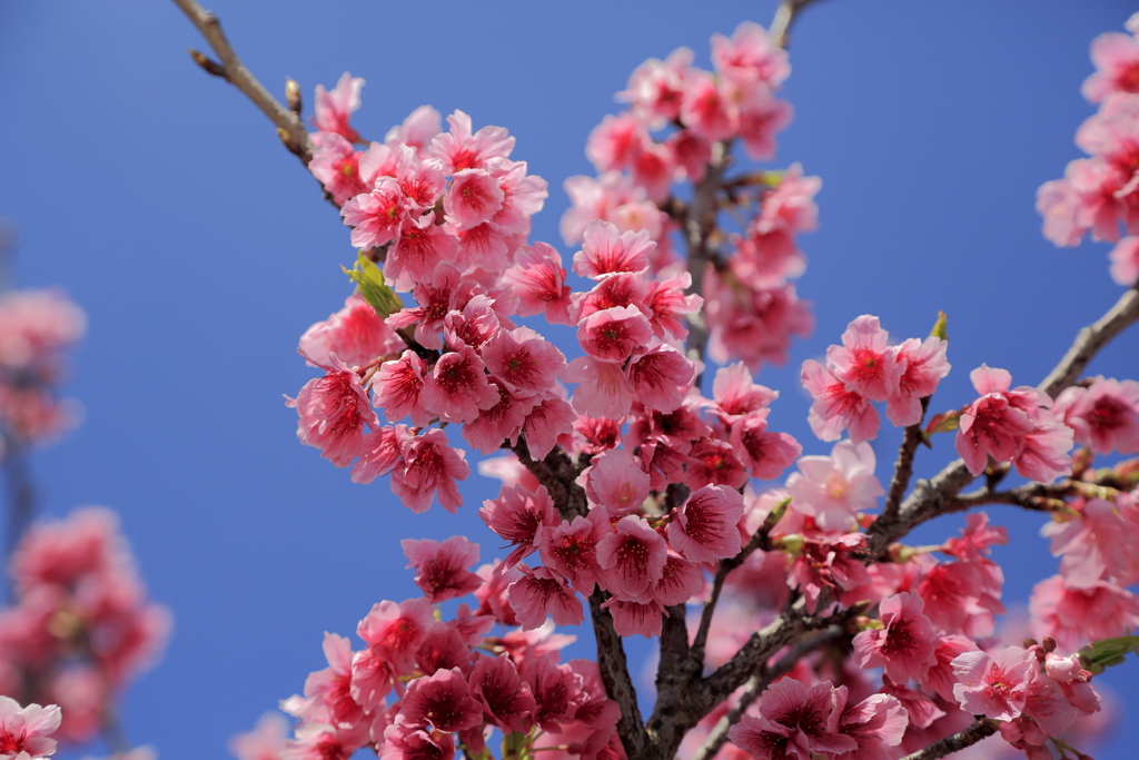 寒緋桜
