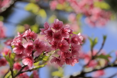 寒緋桜