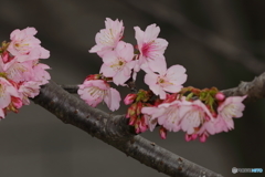 寒緋桜