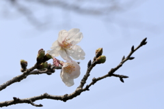 鹿児島はまだ桜はﾊﾟﾗﾊﾟﾗでした。