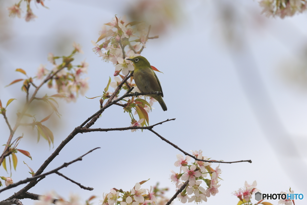 冬の桜とメジロ