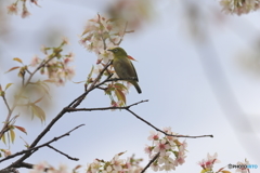 冬の桜とメジロ