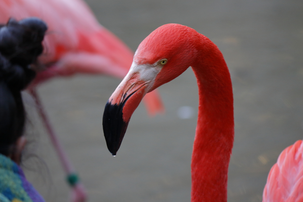 ﾊﾞｲｵﾊﾟｰｸの生き物たち