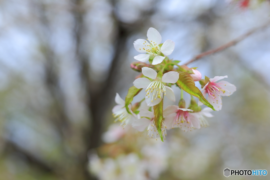 冬に咲く桜