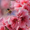 寒緋桜とミツバチ