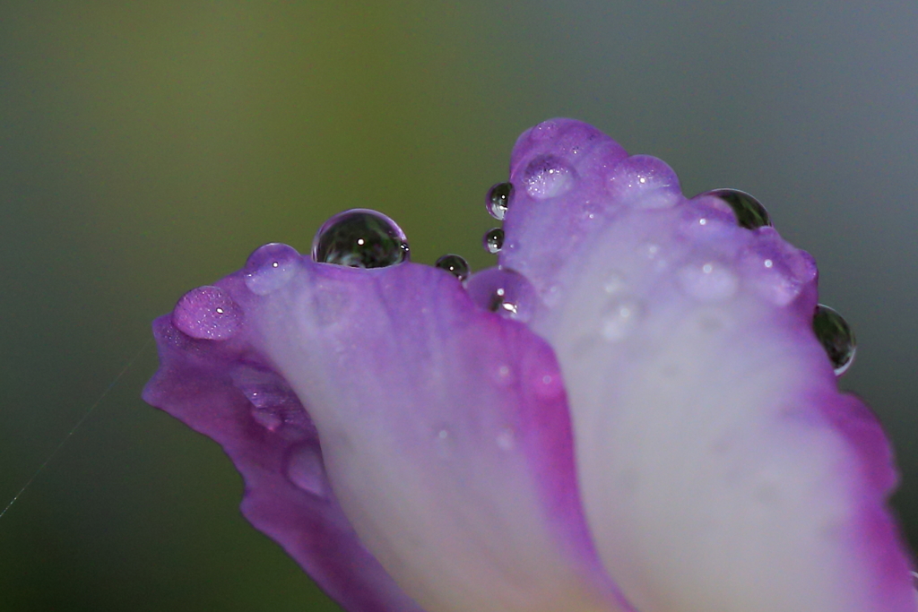 朝露と菖蒲