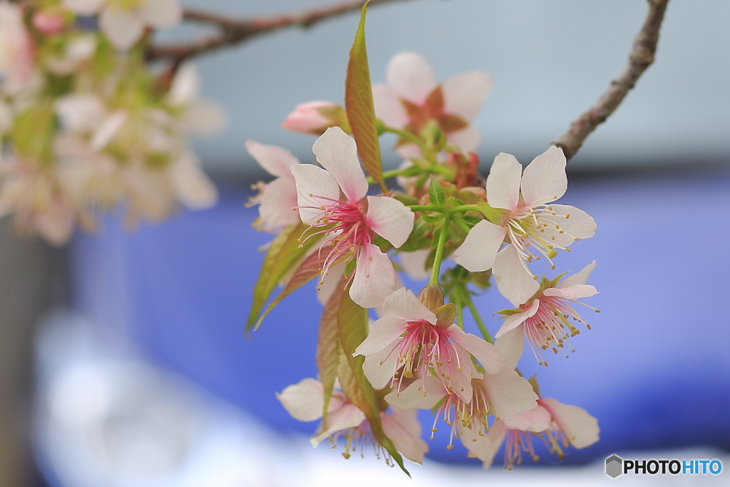 冬に咲く桜