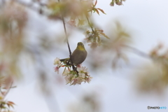 冬の桜とメジロ