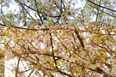 冬に咲く桜