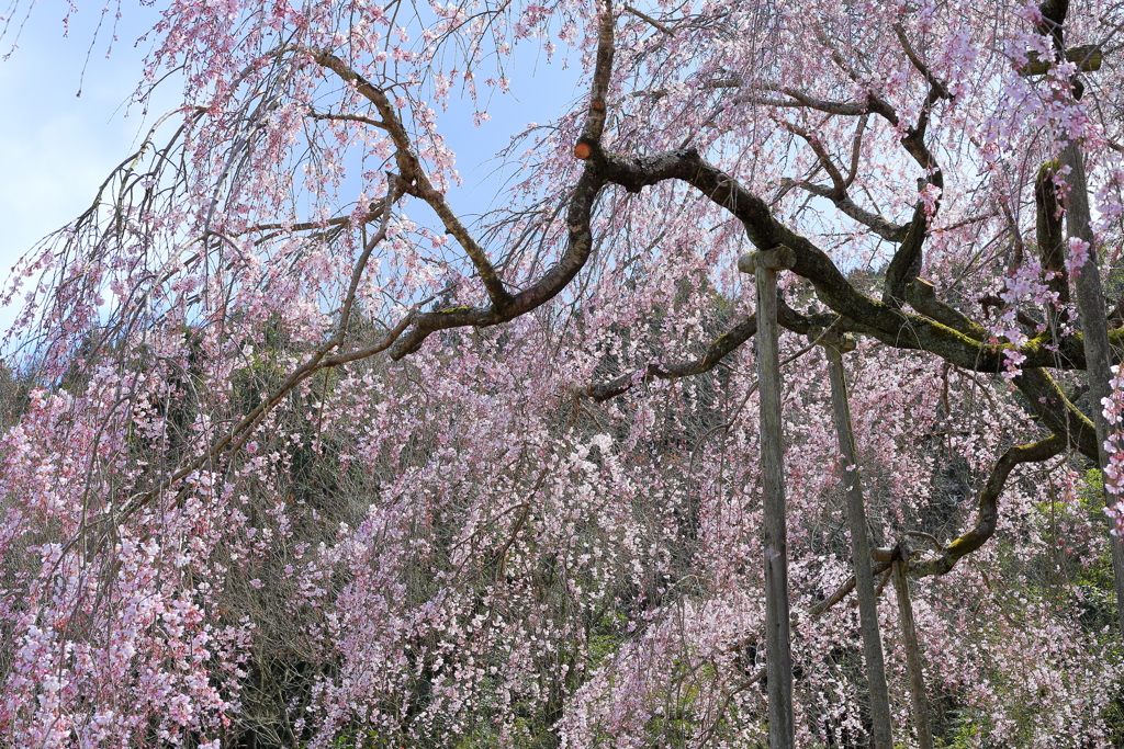 枝垂れ桜