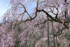 枝垂れ桜