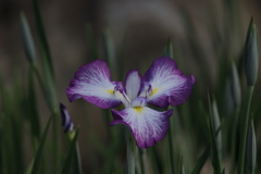 5月中旬の花菖蒲