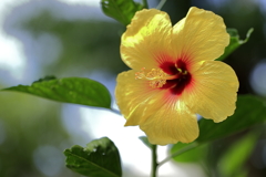 南国の花