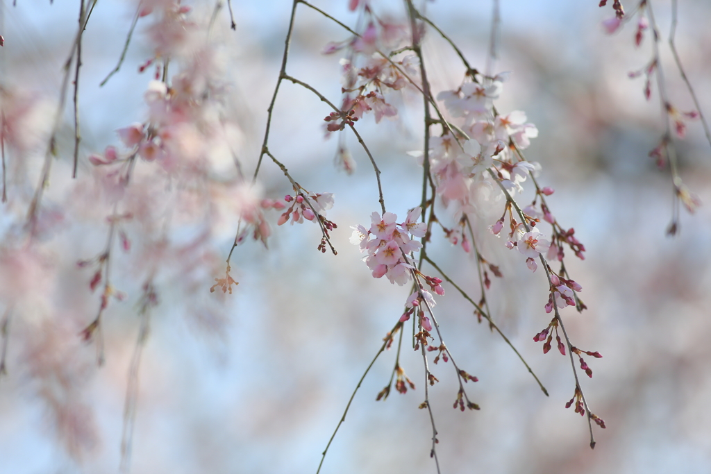 枝垂れ桜