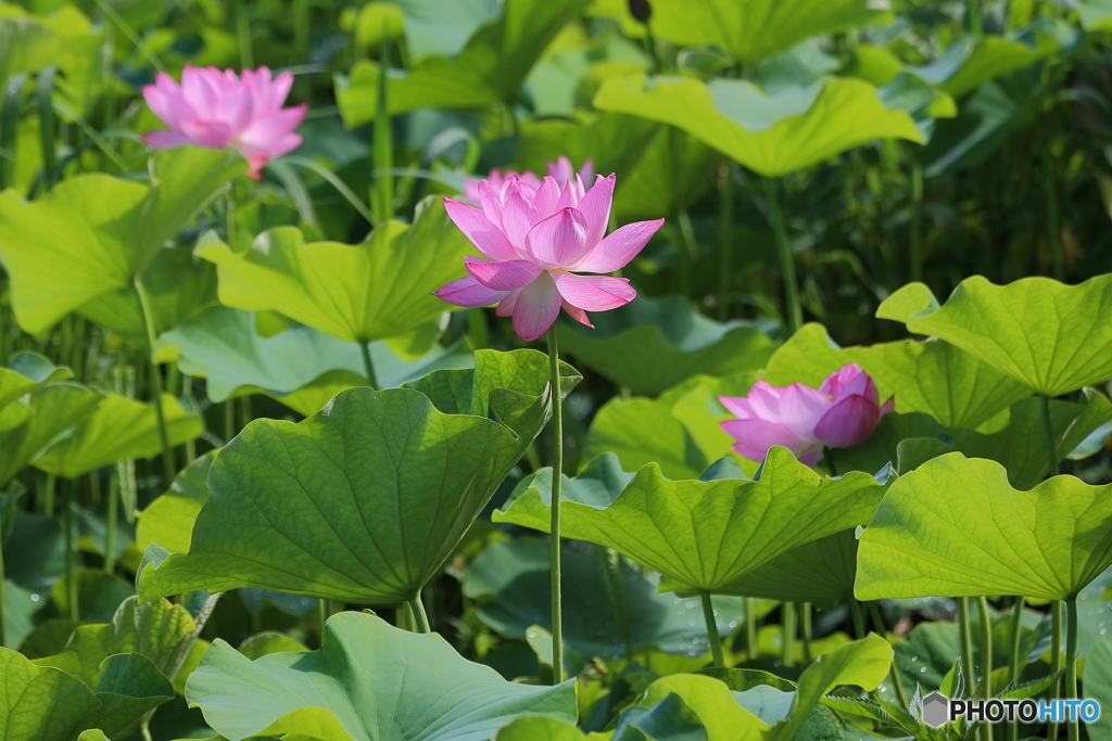 ハスの花