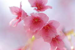 寒緋桜