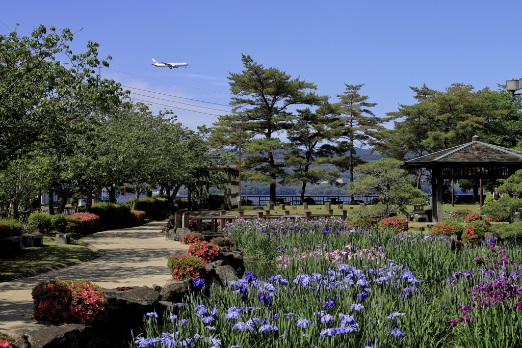 旅客機と海と花菖蒲