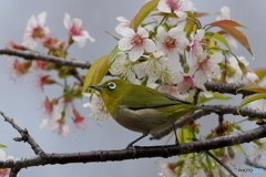 冬の桜とメジロ