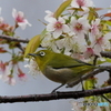 冬の桜とメジロ