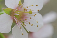 冬に咲く桜