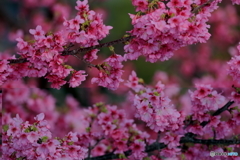 寒緋桜