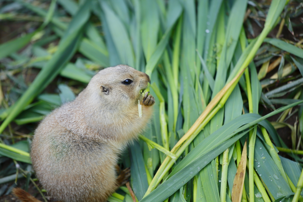 食べるたべる・・・