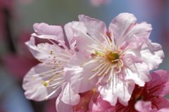 寒緋桜