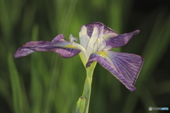 夜の花菖蒲