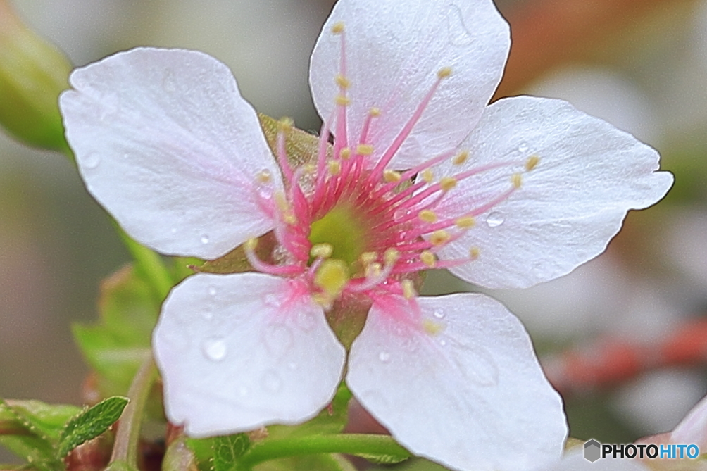 冬に咲く桜