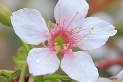 冬に咲く桜