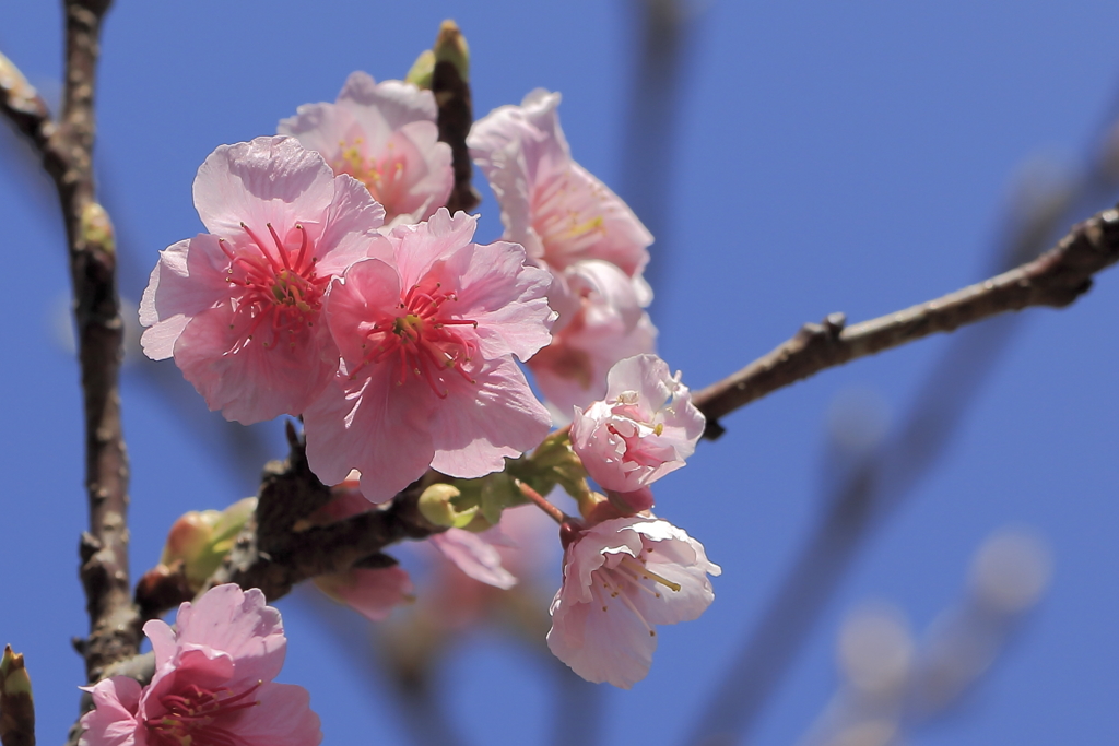寒緋桜
