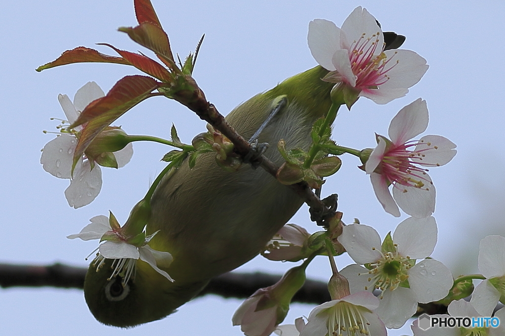 冬の桜とメジロ