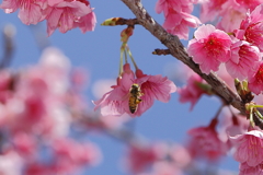 寒緋桜とミツバチ