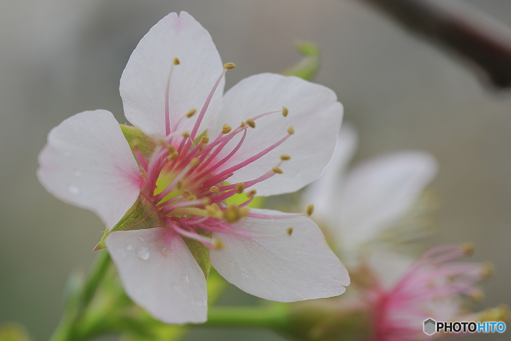 冬に咲く桜